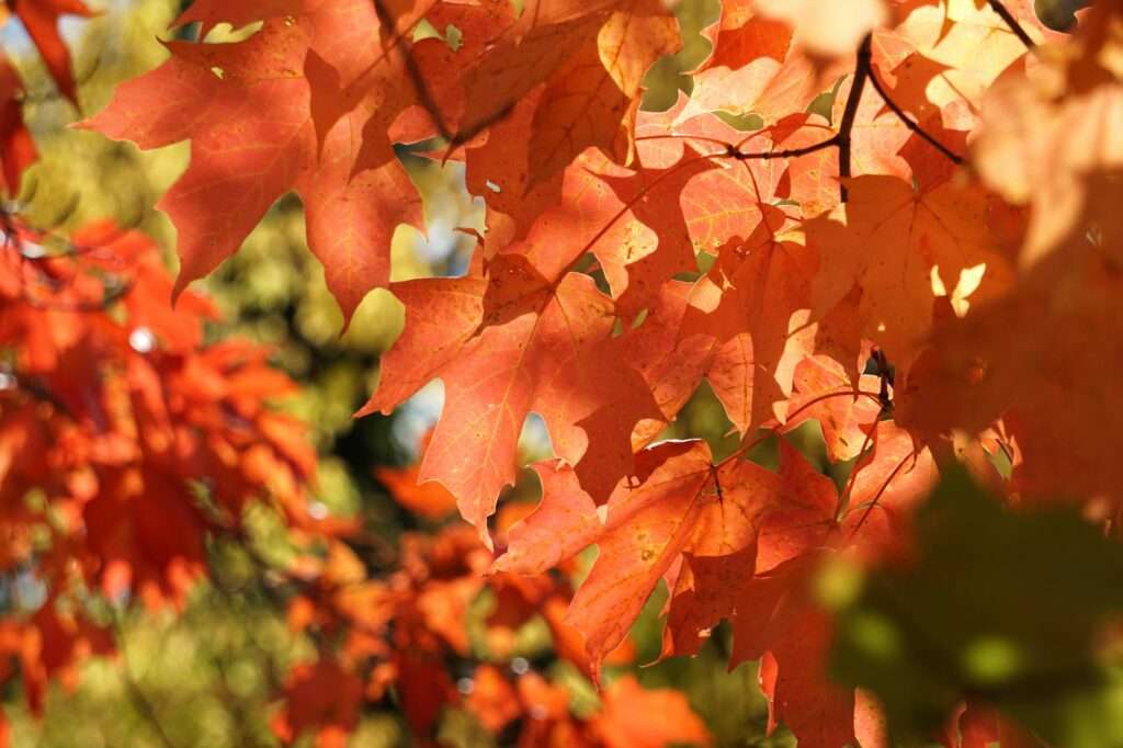 vibrant autumn maple leaves in sunlight