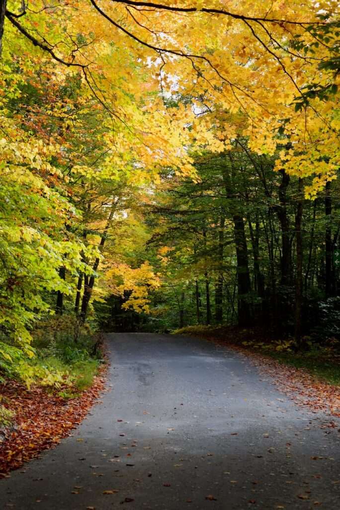 gray pathway between green and brown trees